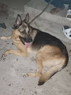 German shepherd male 0