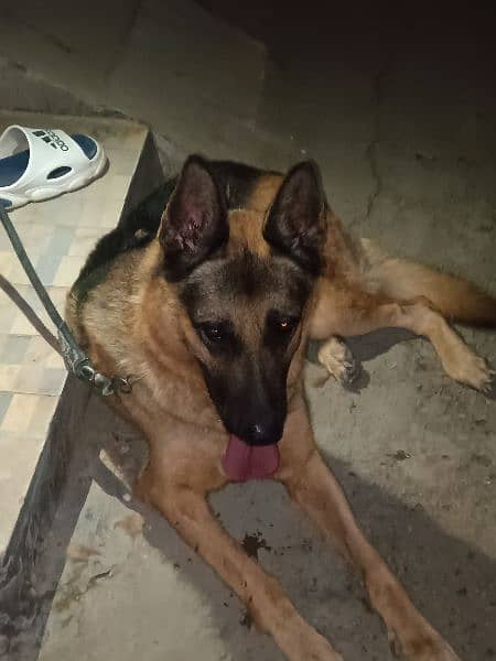 German shepherd male 1