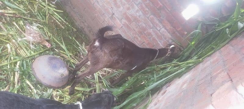 3 goats 1 path 14 month aor 1 laili 2.5 month 1