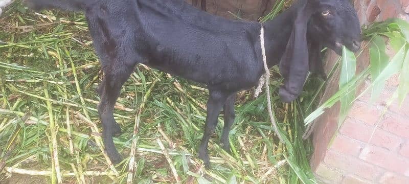 3 goats 1 path 14 month aor 1 laili 2.5 month 5