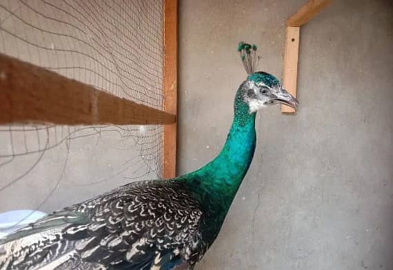 Peacock 03114726801 0