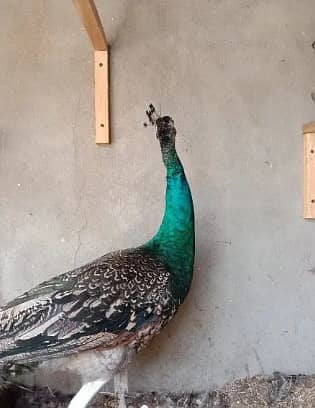 Peacock 03114726801 1