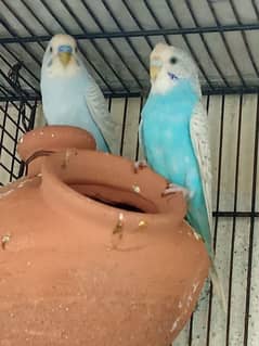 Budgie pair for sale