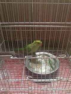 green parrot for sale with cage