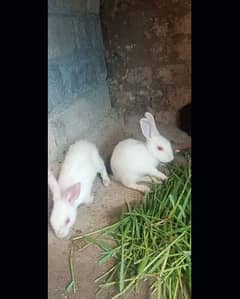 rabbits,