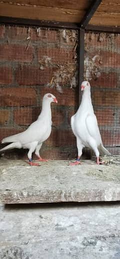 Desnish breeder pair