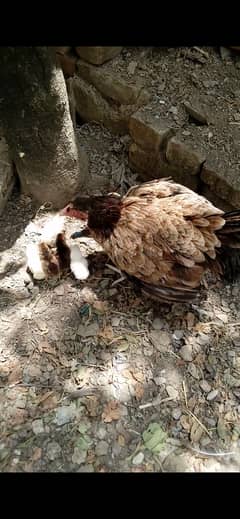 Aseel Hen , chicks , pathay