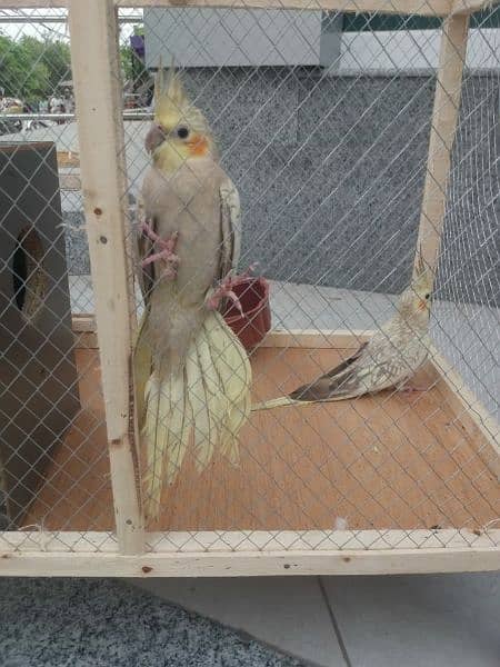 Rare coloured cockteil parrots pair most beautiful color 1