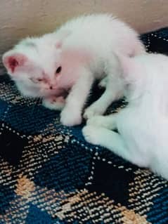 cute Persian pair for sell