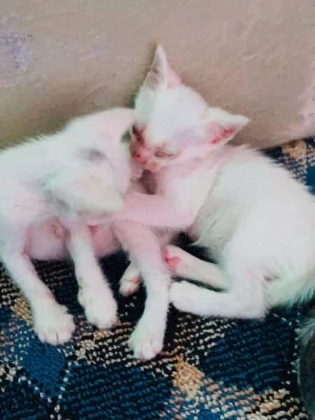 cute Persian pair for sell 1