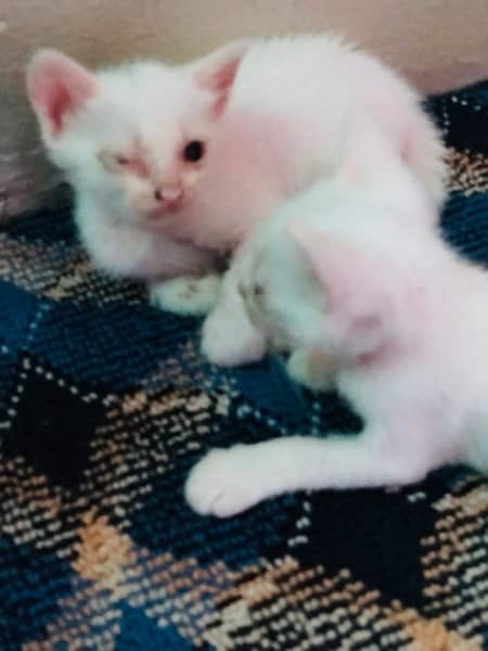 cute Persian pair for sell 2