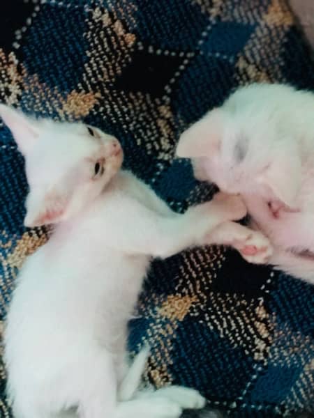 cute Persian pair for sell 3