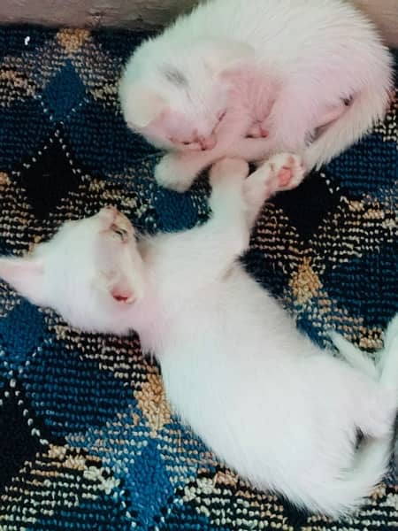 cute Persian pair for sell 4