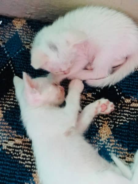 cute Persian pair for sell 5