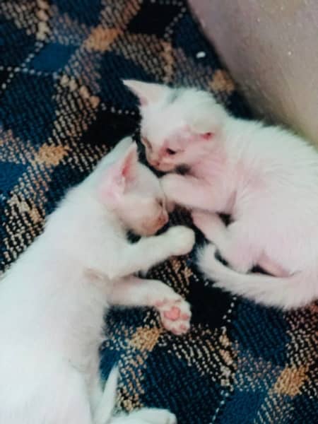 cute Persian pair for sell 8