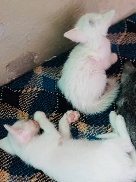 cute Persian pair for sell 9