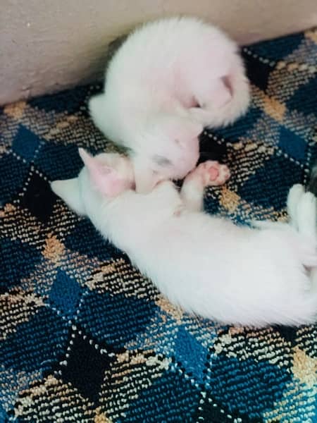 cute Persian pair for sell 11