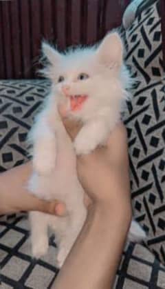 Persian kitten's pair | 45 days | price 10K 0