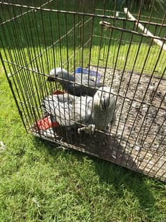 3 African Grey | Love Bird | self feeding | beautiful parrot