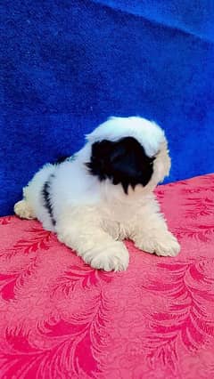 Shidzu male and female puppies available for sale