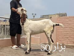 Healthy and active Goats n Bucks For Sale