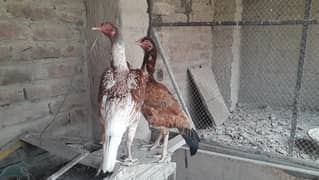 Beautiful pookie hens for sale