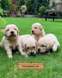 Golden Retriever male / female puppies for sale