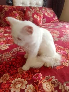 cute persian cat for sale age 6 month khobsort white color long hair 0