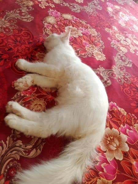 cute persian cat for sale age 6 month khobsort white color long hair 1