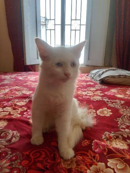 cute persian cat for sale age 6 month khobsort white color long hair 2