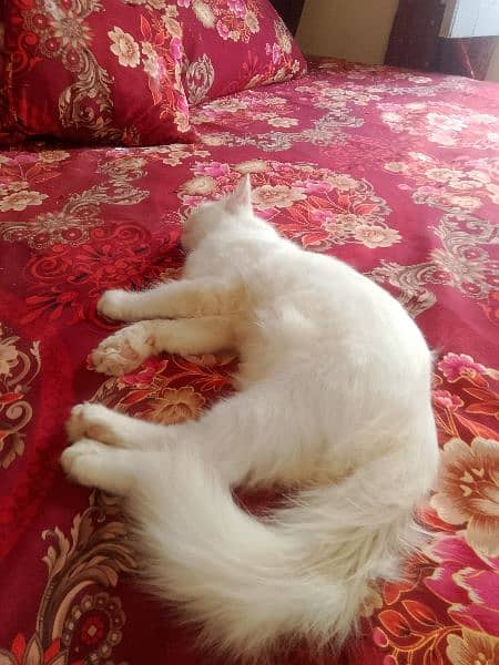 cute persian cat for sale age 6 month khobsort white color long hair 3