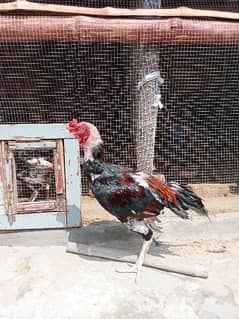 1 Aseel  Murgha and 3 aseel hens in Bahawalpur