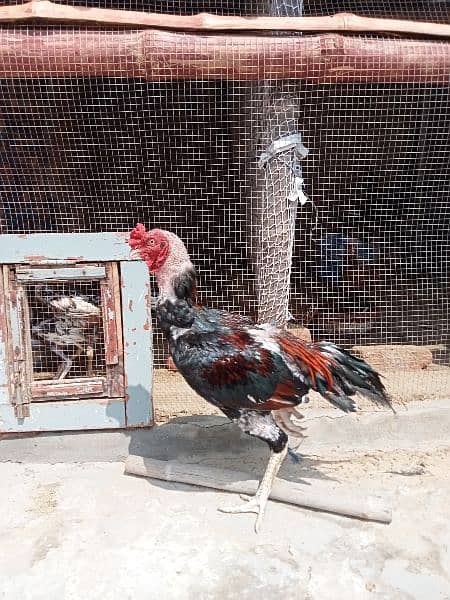 1 Aseel  Murgha and 3 aseel hens in Bahawalpur 0