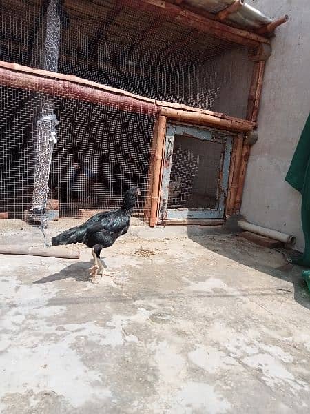 1 Aseel  Murgha and 3 aseel hens in Bahawalpur 2