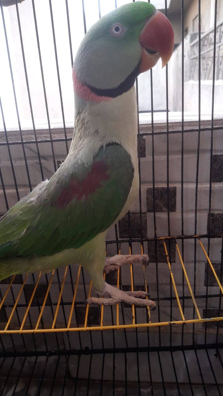 Raw Parrot | Parrot | Pahari Tota 0