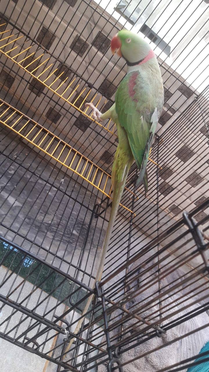 Raw Parrot | Parrot | Pahari Tota 1