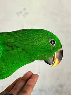 Eclectus