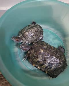 Red eye turtles