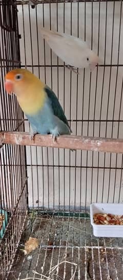 Love birds breeder pairs par blue, Albiono, violet,Ewing, lutino.