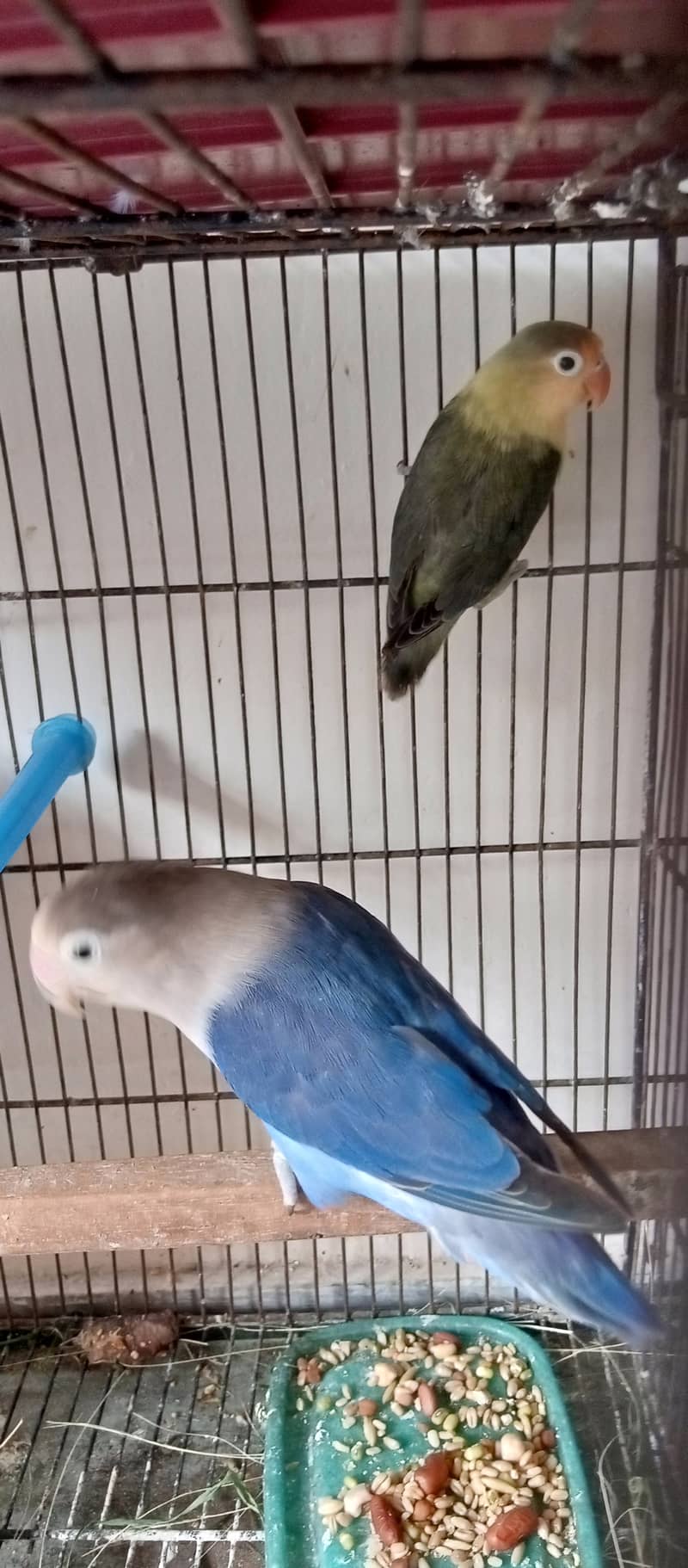 Love birds breeder pairs par blue, Albiono, violet,Ewing, lutino. 1