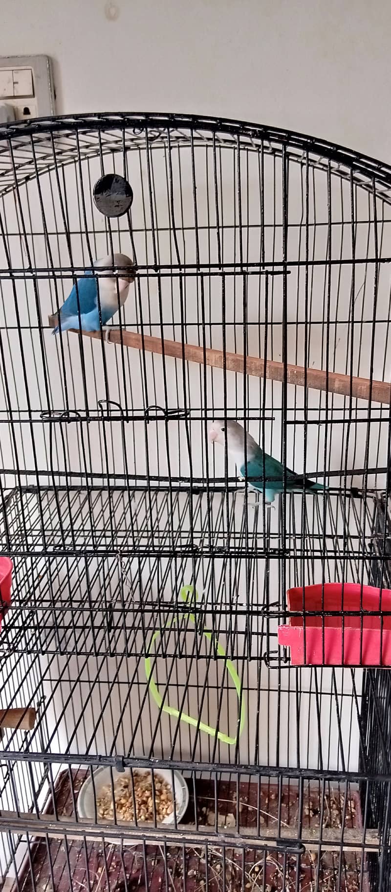 Love birds breeder pairs par blue, Albiono, violet,Ewing, lutino. 2