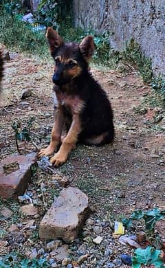 germanshepard