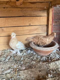 yellow saddle breeder pair