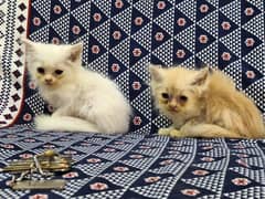 Persian kittens