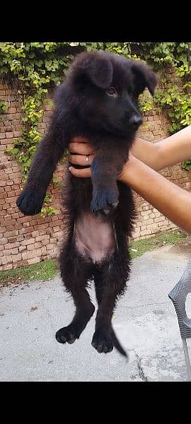 Black German shepherd/ German shepherd puppies available for sale 1