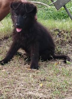 Black German shepherd/ German shepherd puppies available for sale