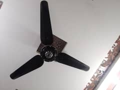 fan for sell