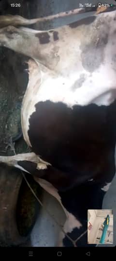 Cow