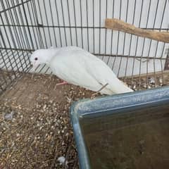 white dove breeder pair