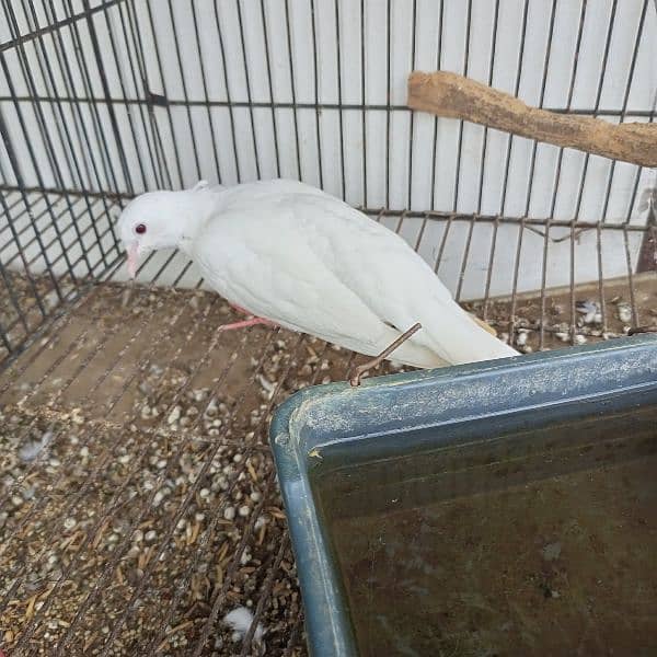 white dove breeder pair 0